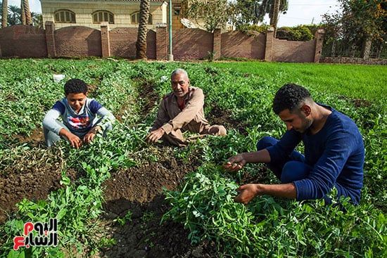 مزارعون يجمعون البسلة
