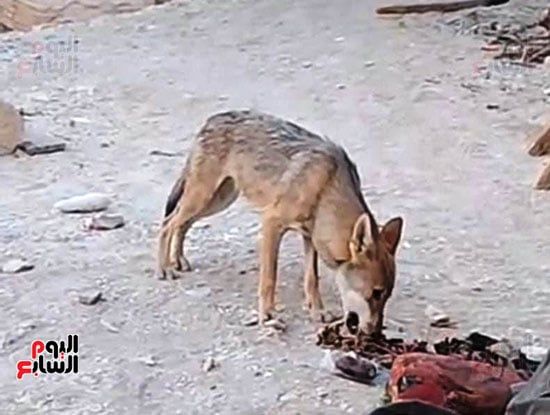 _ذئب-اثناء-الأكل)
