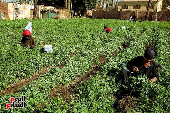 السيدات يساعدن فى جمع البسلة