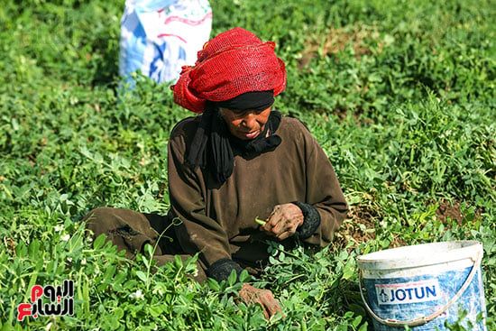 البسلة البلدى في الحق