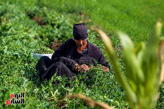 موسم حصاد البسلة (2)