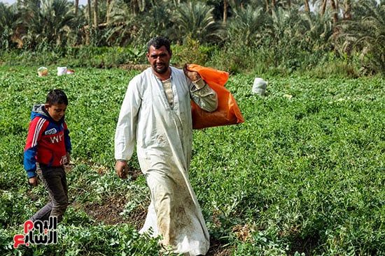 جمع البسلة الخضراء