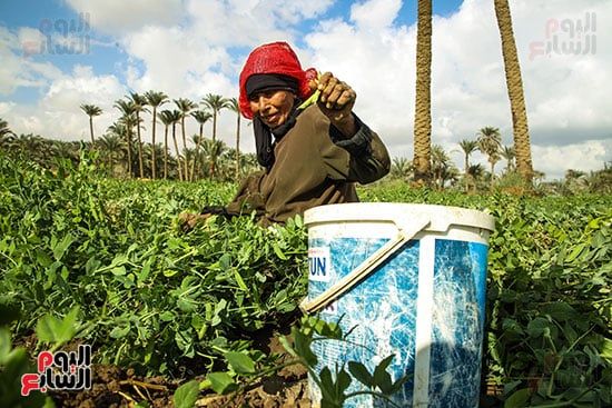 محصول البسلة (2)