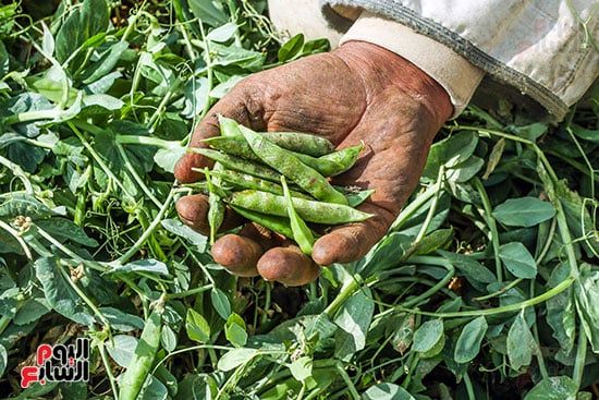 محصول البسلة