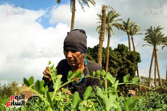 البسلة قبل حصادها