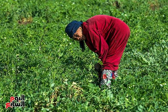 جمع البسلة من الحقل