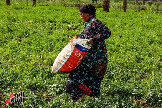 نقل البسلة بعد الحصاد