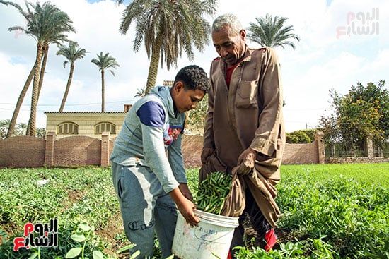 تجميع البسلة فى أجولة