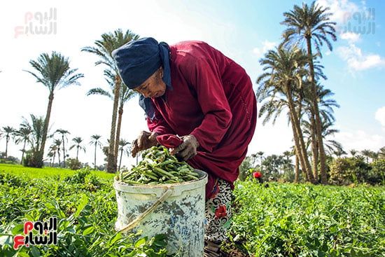 وضع البسلة قبل التصدير