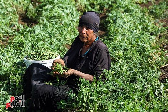 محصول بسلة بلدى