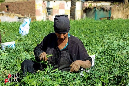 سيدة تحصد البسلة