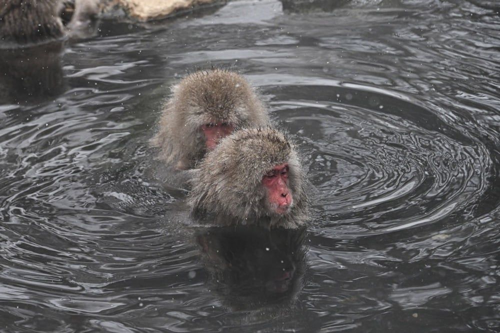 تستمتع قرود الثلج بالينابيع الساخنة في منتزه جيغوكوداني في اليابان (14) تستمتع قرود الثلج بالينابيع الساخنة في منتزه جيغوكوداني في اليابان (14)