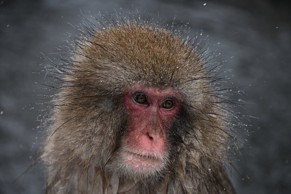 تستمتع قرود الثلج بالينابيع الساخنة في منتزه جيغوكوداني في اليابان (6) تستمتع قرود الثلج بالينابيع الساخنة في منتزه جيغوكوداني في اليابان (6)