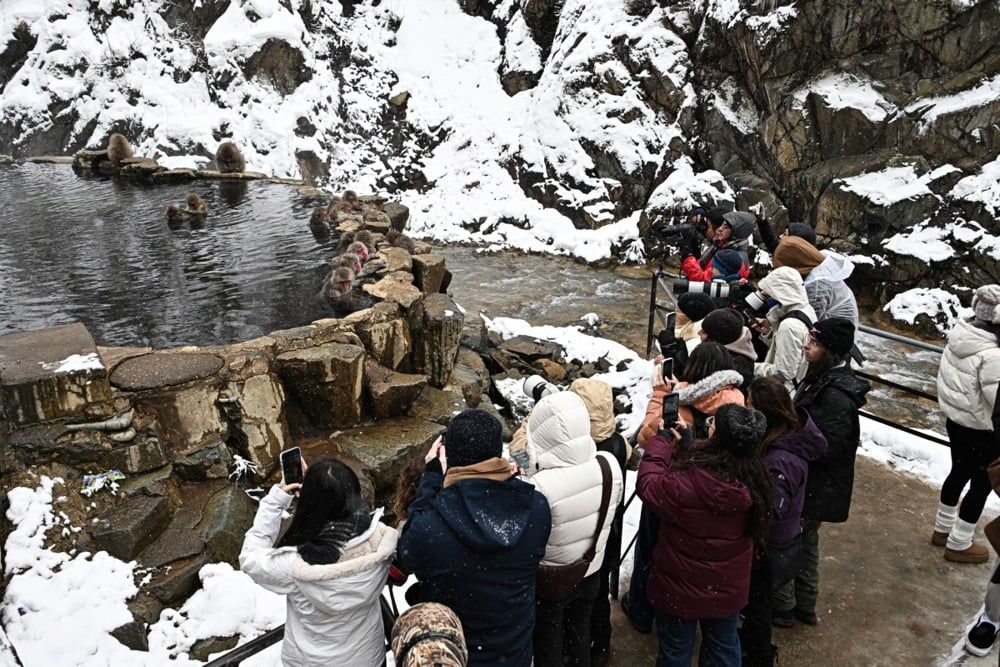 تستمتع قرود الثلج بالينابيع الساخنة في منتزه جيغوكوداني في اليابان (2) تستمتع قرود الثلج بالينابيع الساخنة في منتزه جيغوكوداني في اليابان (2)