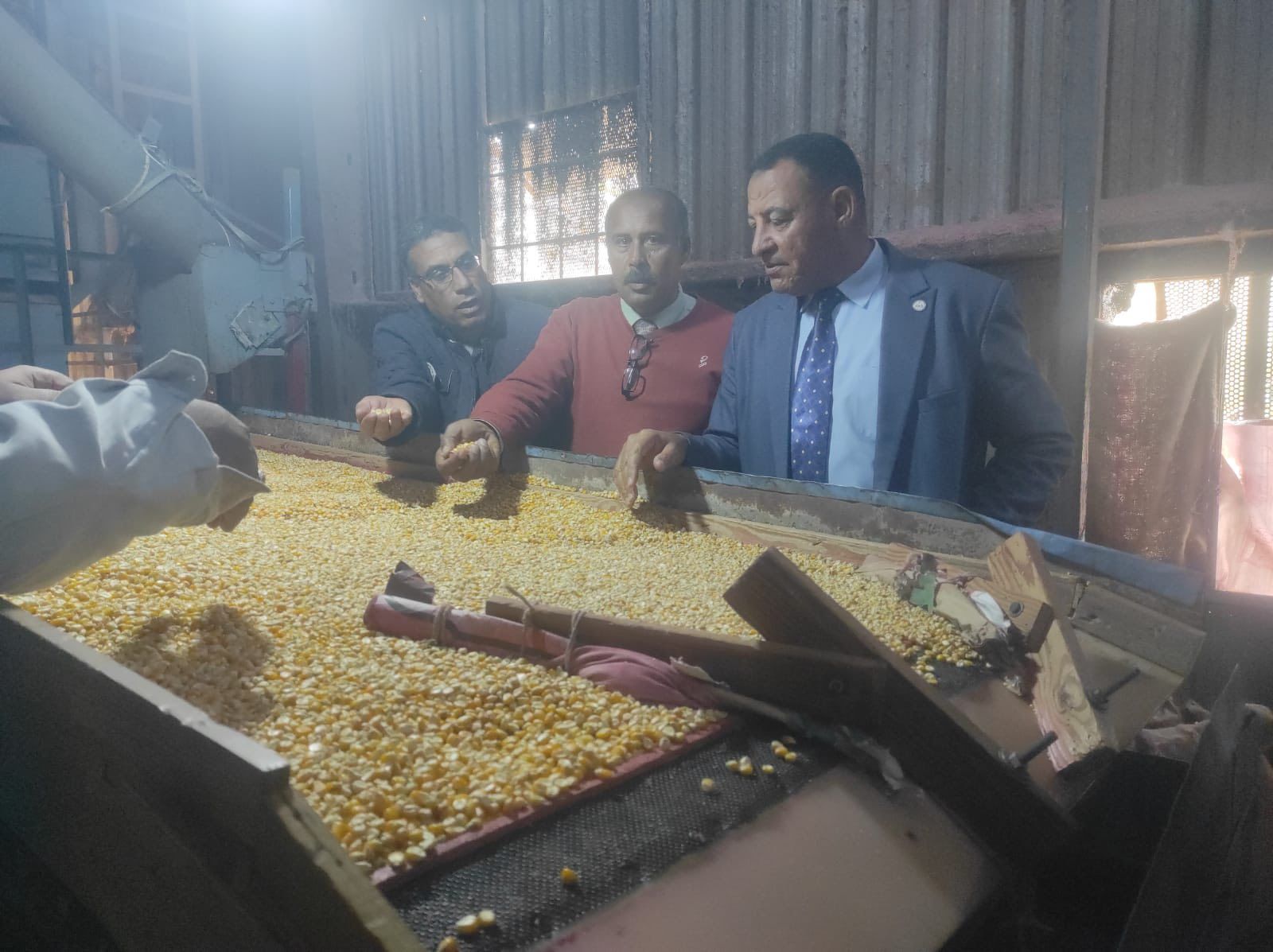 إعداد وتجهيز أصناف الذرة الشامية عالية الإنتاجية الذكية مناخيًا