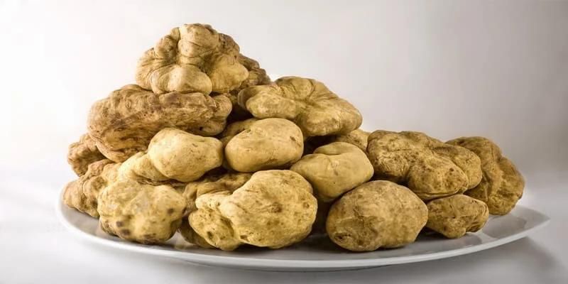 الفقع نكهة ربيعية تزين موائد رمضان في الشمالية