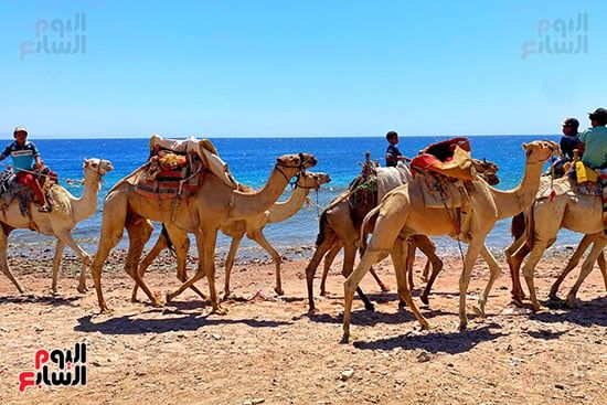 رحلات السفارى فى مدينة دهب (1)