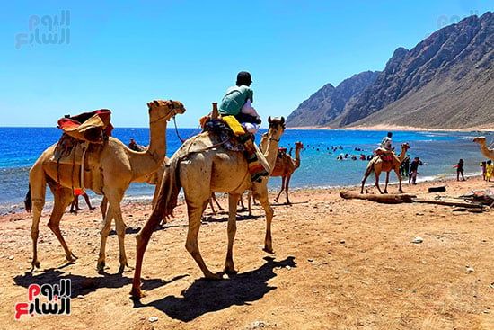 رحلات السفارى فى مدينة دهب (5)