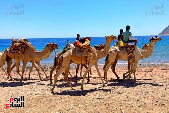 رحلات السفارى فى مدينة دهب (24)