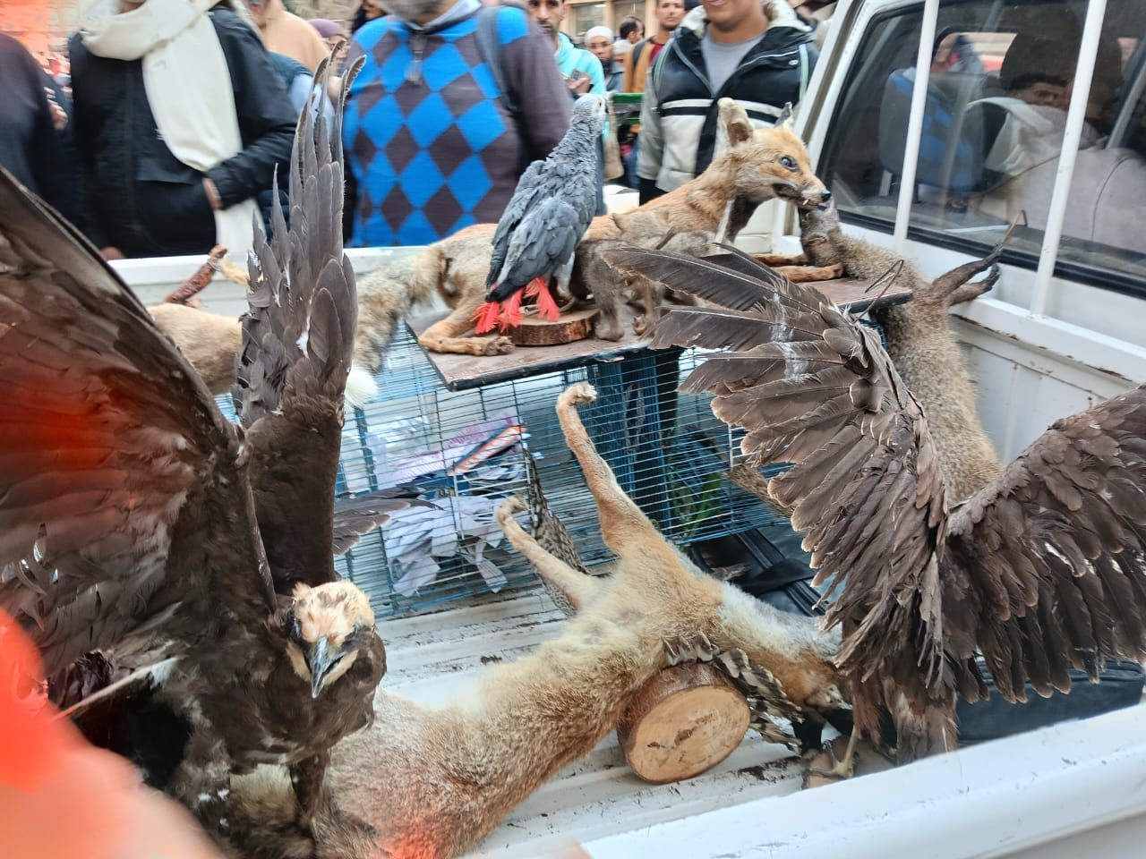 الطيور المحنطة