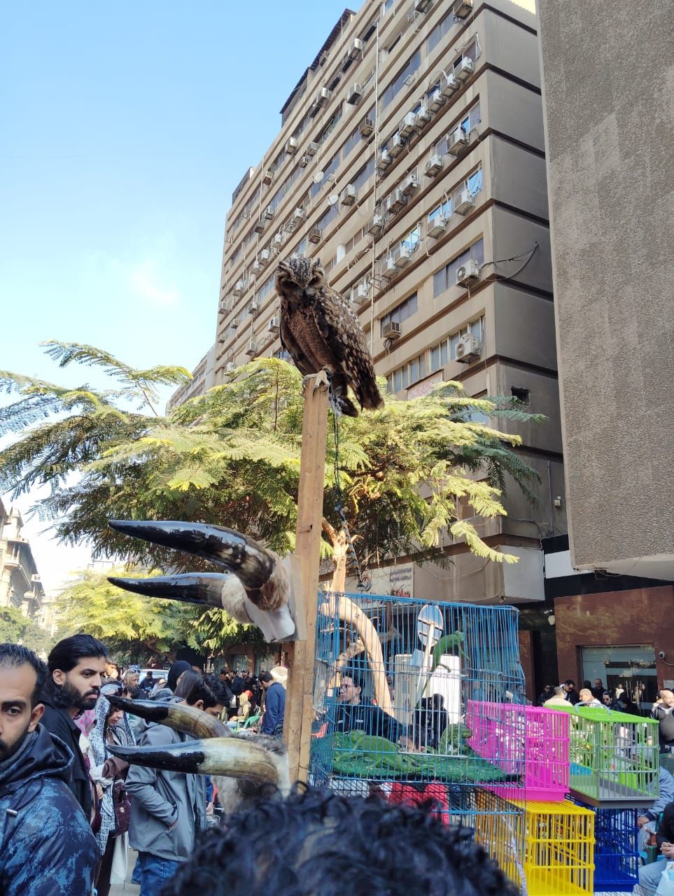 قطاع المحميات الطبيعية يبحث إمكانية إنشاء معرض بيئى لمقتنيات المضبوطات من الطيور المحنطة