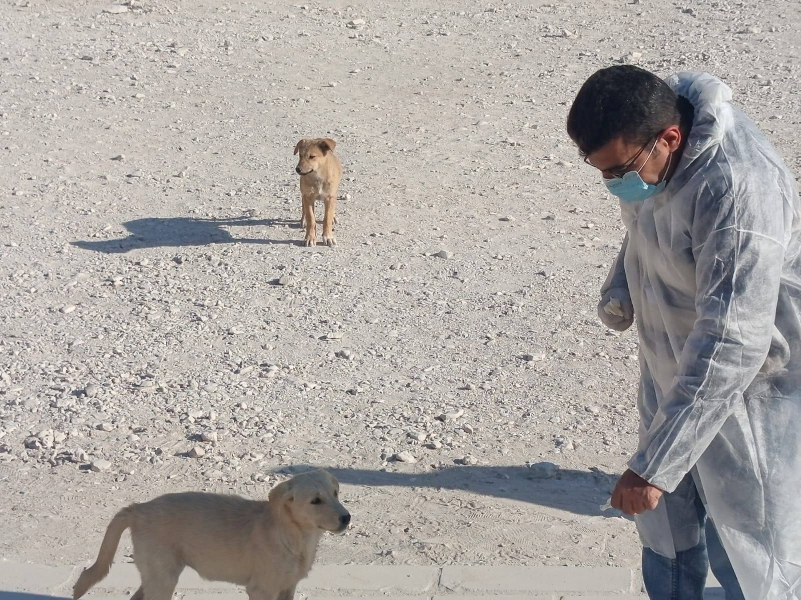 عمليات تحصين لـ52 من الكلاب الحرة في وادى الملوك وطريق الكباش عمليات تحصين لـ52 من الكلاب الحرة في وادى الملوك وطريق الكباش