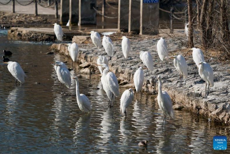 طيور البلشون (6) طيور البلشون (6)