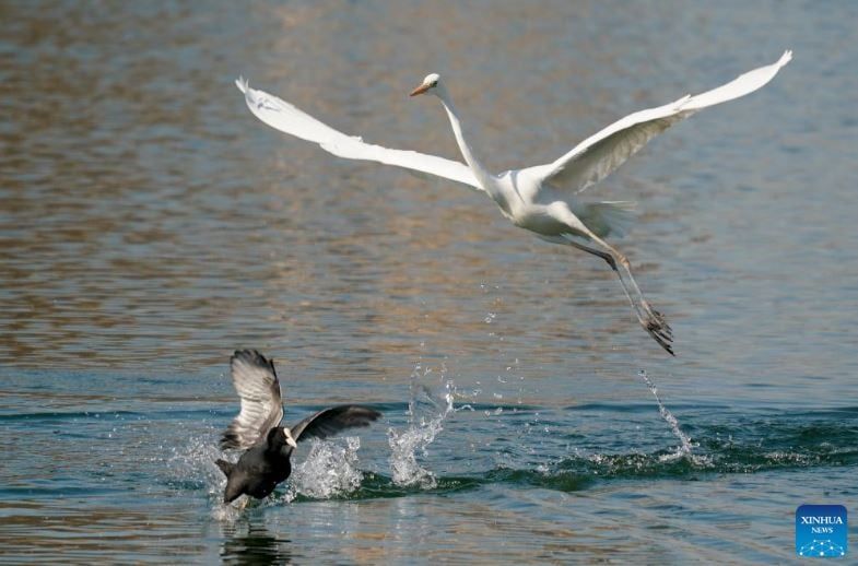 طيور البلشون (4) طيور البلشون (4)