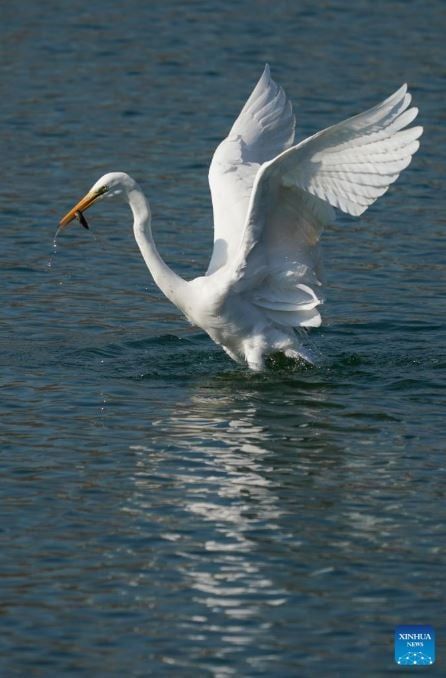 طيور البلشون (3) طيور البلشون (3)