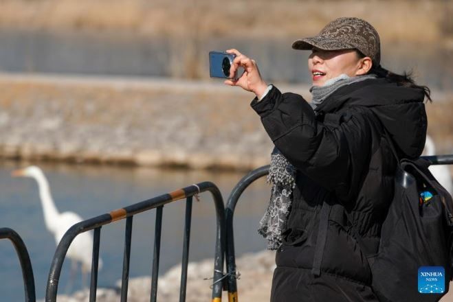 طيور البلشون (2) طيور البلشون (2)