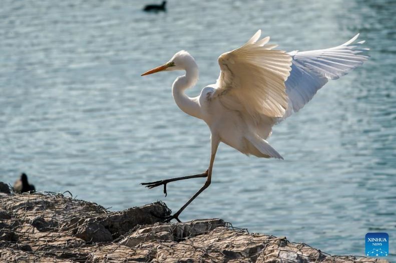 طيور البلشون (7) طيور البلشون (7)