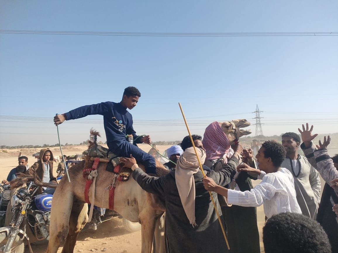 لحظات الحفاوة بالجمال الفائزة فى سباقات الهجن لحظات الحفاوة بالجمال الفائزة فى سباقات الهجن
