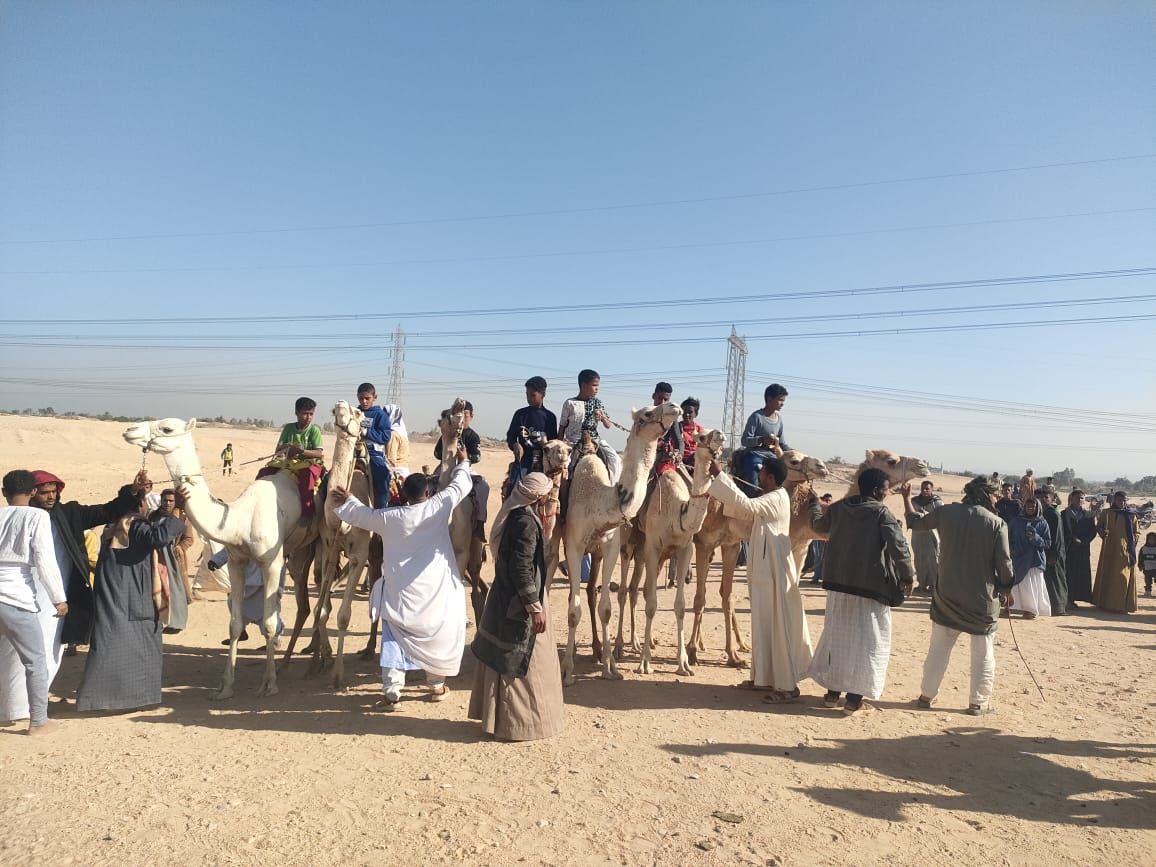 خط البداية لسباقات الهجن فى جنوب الأقصر خط البداية لسباقات الهجن فى جنوب الأقصر