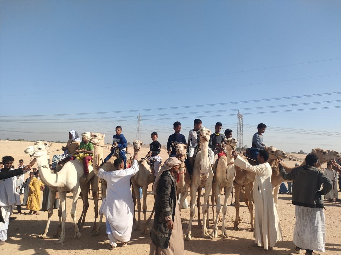 مشاركة الشباب فى سباقات الهجن جنوب الأقصر_1 مشاركة الشباب فى سباقات الهجن جنوب الأقصر_1