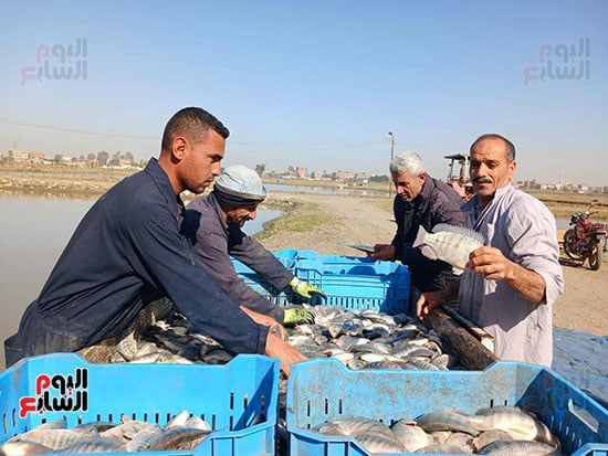 السمك-البلطى-النيلى السمك-البلطى-النيلى