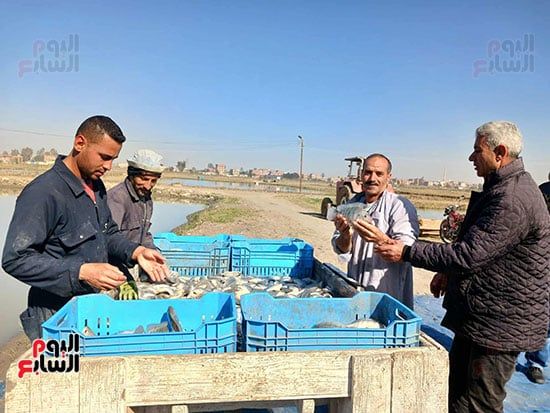 الاسماك-البلطى الاسماك-البلطى