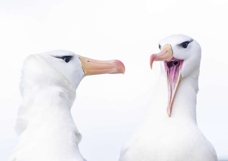 10 حجة القطرس