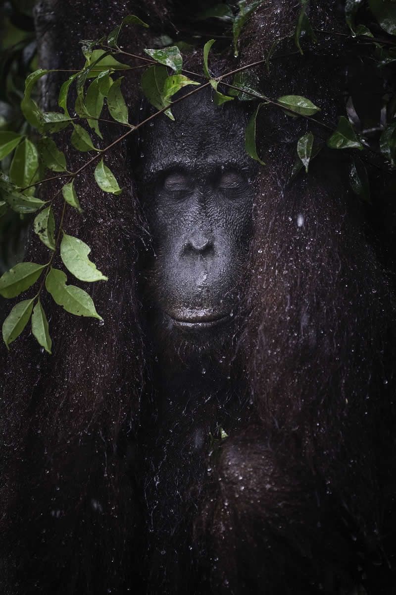 8 إكليل الشوك