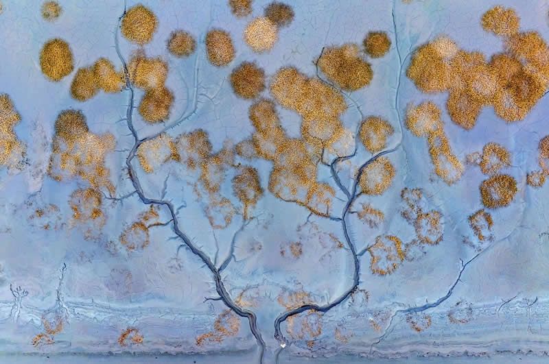 5 المناظر الطبيعية – الفائز شجرة المال