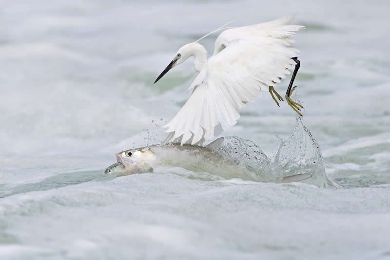 4 الحياة البرية – المركز الثاني الحياة معلقة بخيط رفيع
