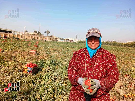 حصاد-الطماطم-بالغيطان_1 حصاد-الطماطم-بالغيطان_1