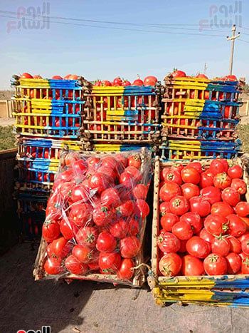 الطماطم-بعد-الحصاد_1 الطماطم-بعد-الحصاد_1