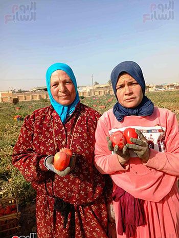 الايادى-الناعمة_2 الايادى-الناعمة_2