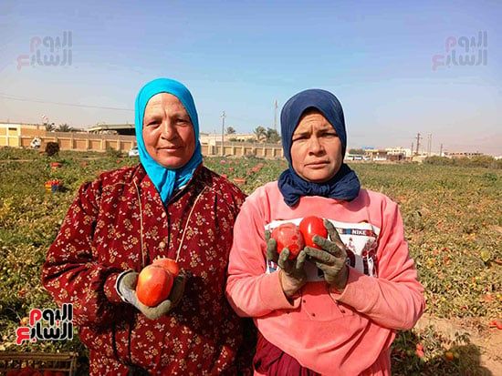 حصاد-محصول-الطماطم-بالغيطان_1 حصاد-محصول-الطماطم-بالغيطان_1