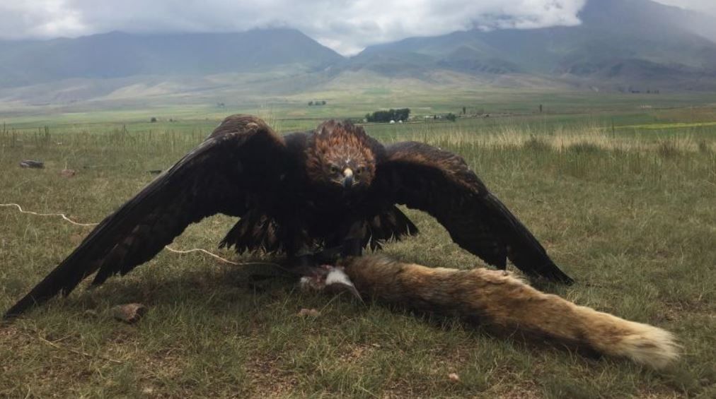 الصيد بالنسور.. رحلة اكتشاف الحياة البرية فى كازاخستان (4) الصيد بالنسور.. رحلة اكتشاف الحياة البرية فى كازاخستان (4)