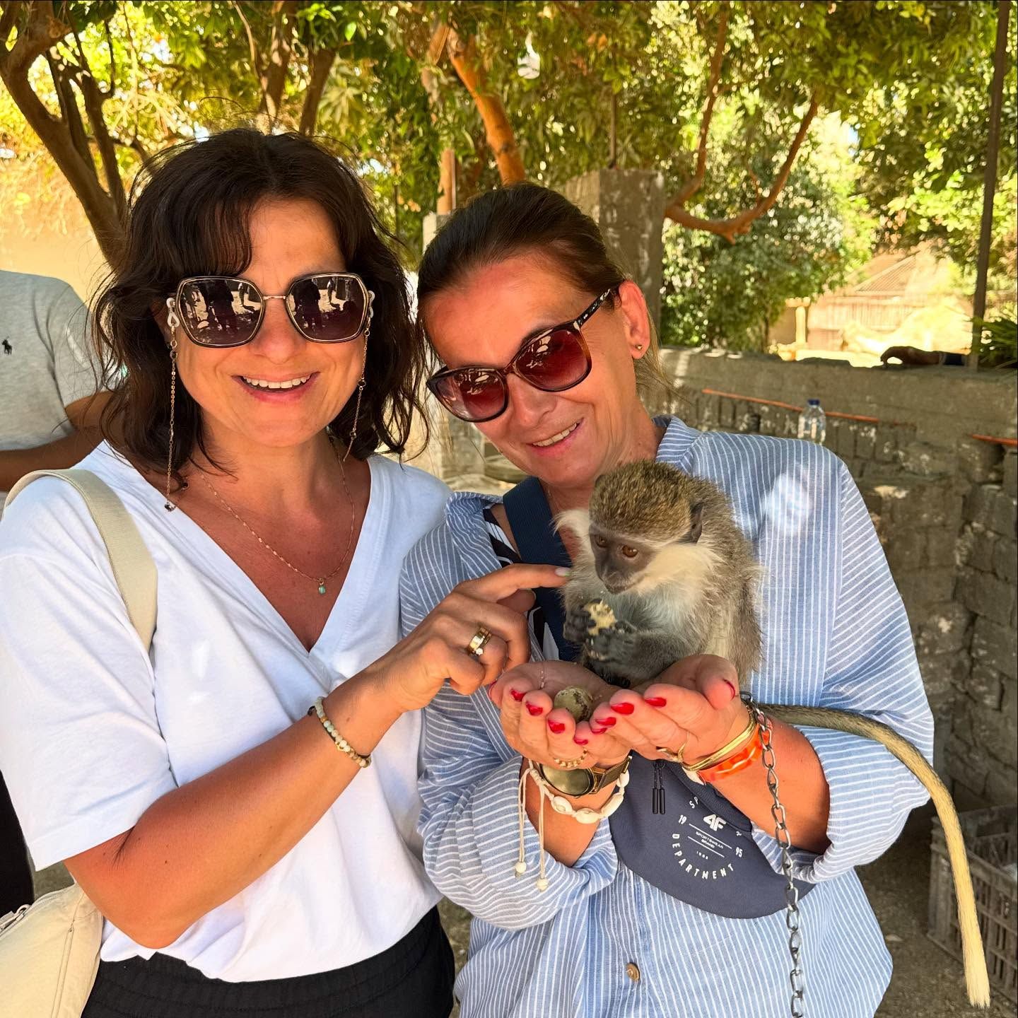 جزيرة الموز متنفس بديع للسياح باللهو بين الحيوانات بعد زيارات المعابد جزيرة الموز متنفس بديع للسياح باللهو بين الحيوانات بعد زيارات المعابد