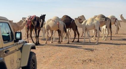 ضبط مخالف رعى 13 متنًا من الإبل في محمية الملك عبدالعزيز