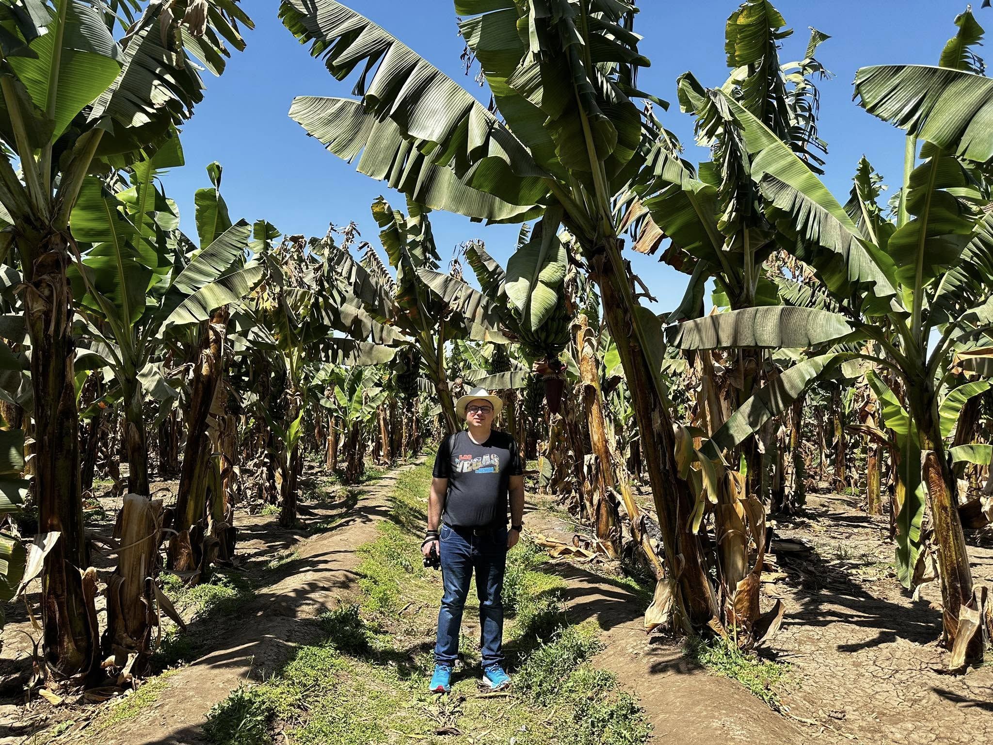 أجنبي وسط زراعات الموز فى البر الغربى بالأقصر أجنبي وسط زراعات الموز فى البر الغربى بالأقصر