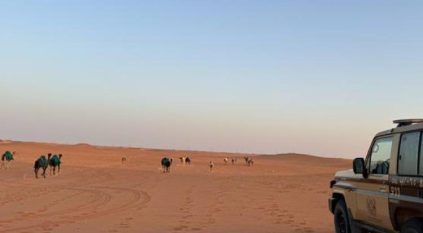 ضبط مواطن رعى 16 متنًا من الإبل في محمية الإمام عبدالعزيز