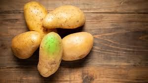 هل تحوّل البطاطس إلى اللون الأخضر آمن أم ضار؟ – موقع قناة المنار – لبنان